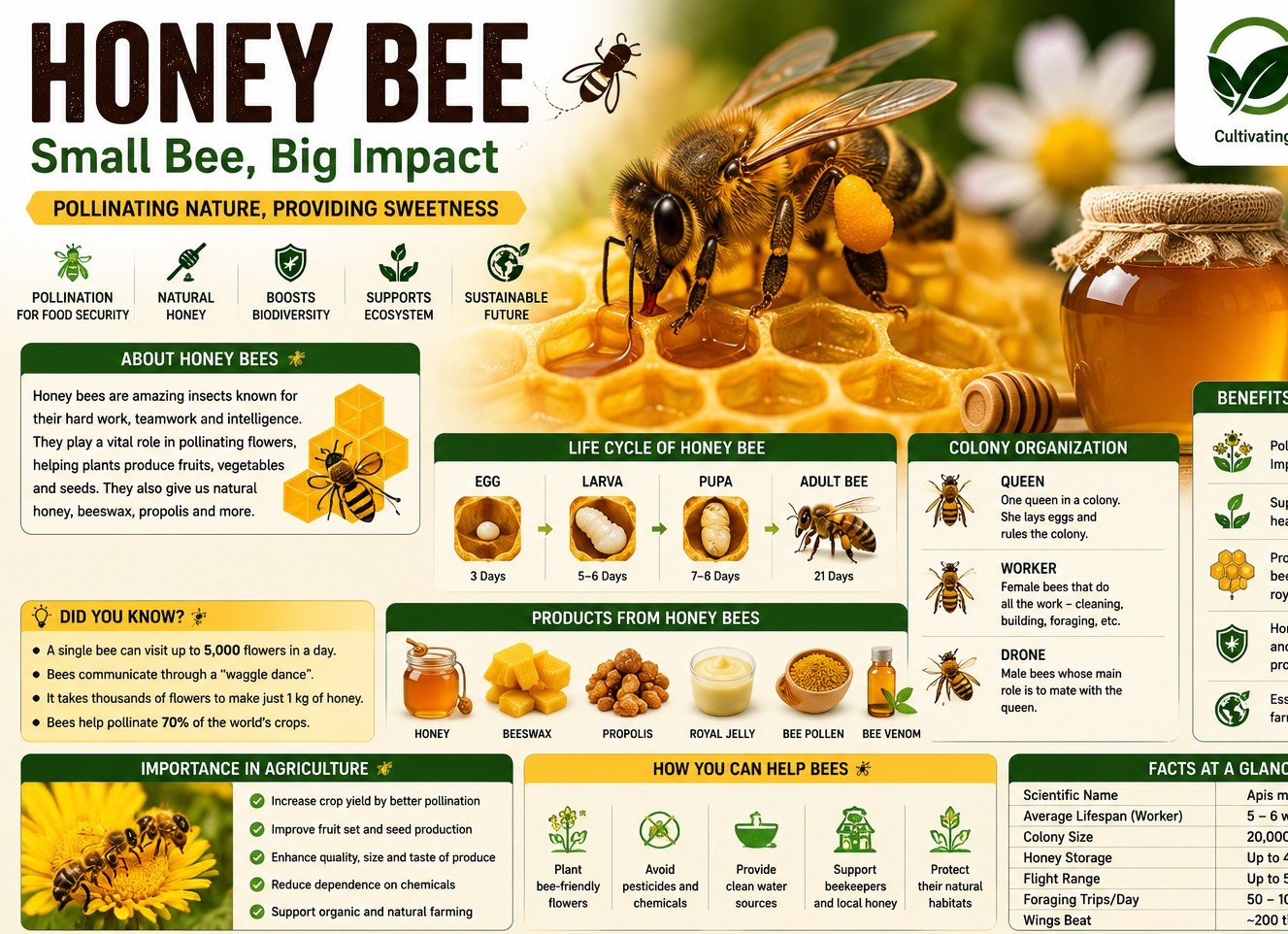 Honey Bee Farming